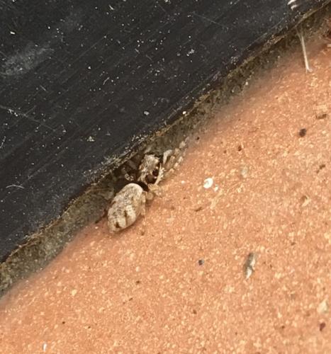 Salticus sp.